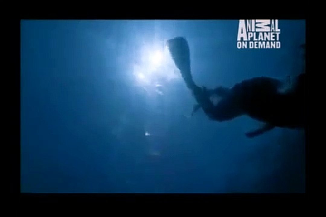 GREAT BARRACUDA ATTACK 37