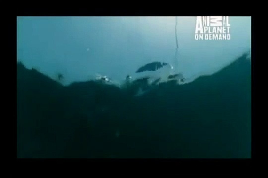 GREAT BARRACUDA ATTACK 40