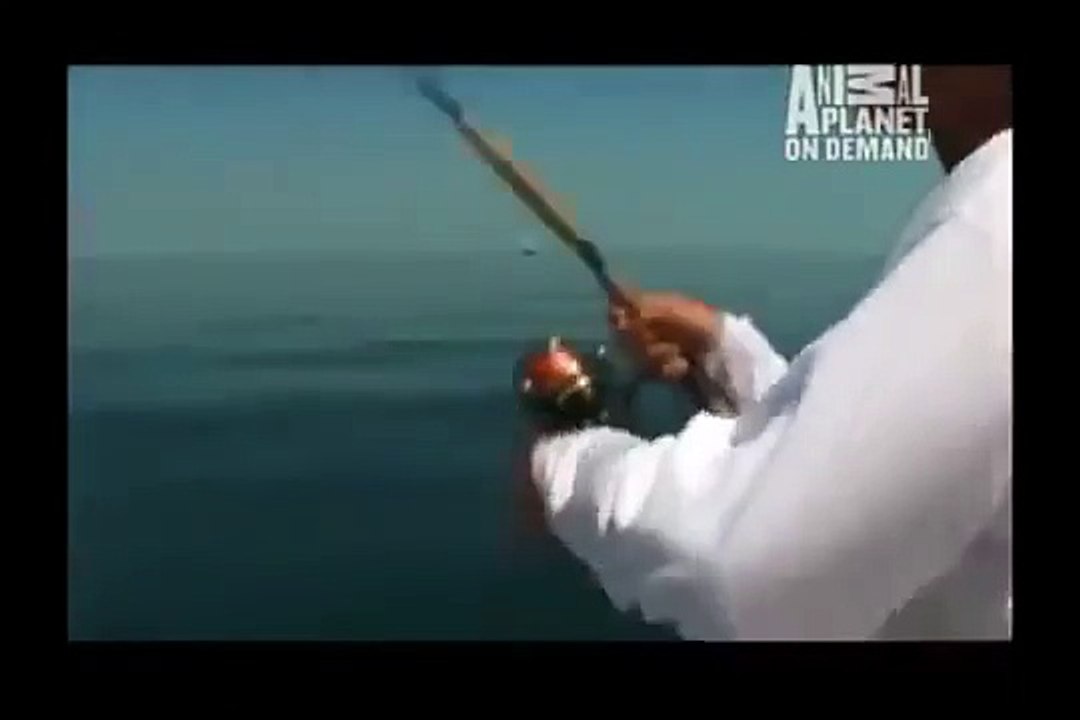 GREAT BARRACUDA ATTACK 41