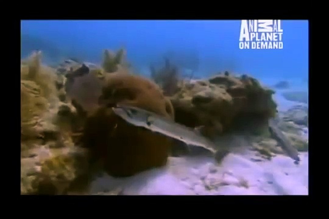 GREAT BARRACUDA ATTACK 56