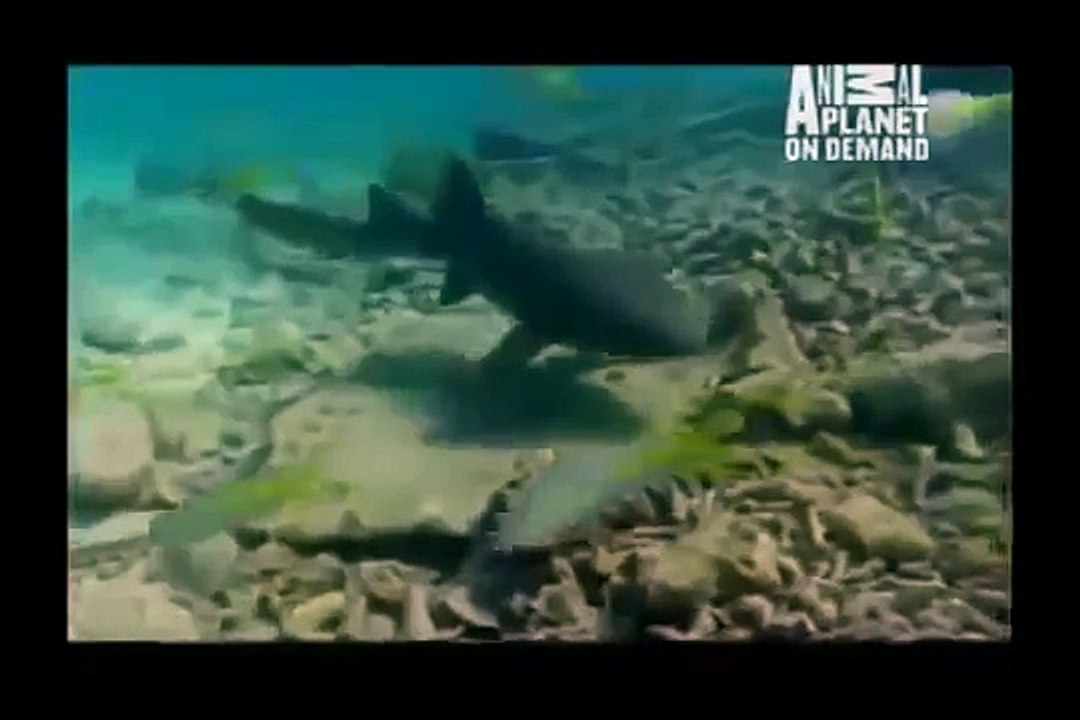 GREAT BARRACUDA ATTACK 64