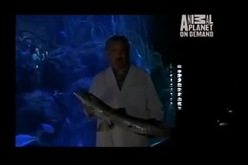 GREAT BARRACUDA ATTACK 80