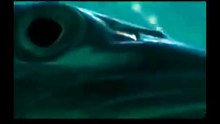 GREAT BARRACUDA ATTACK 88