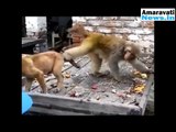 Funny Animal Videos Comedy Monkey Videos | Animals | Dog | Pets