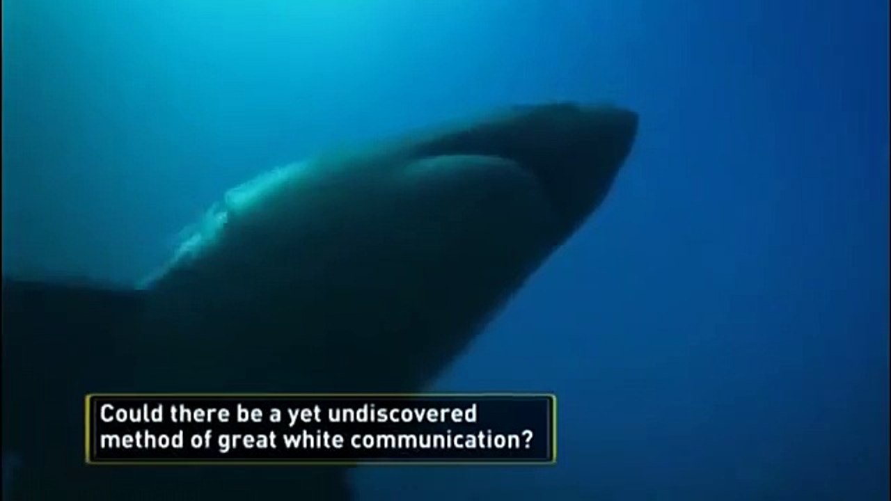 Great White shark Vs Killer Whale HD15