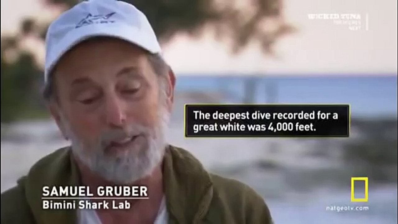 Great White shark Vs Killer Whale HD16