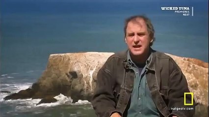 Great White shark Vs Killer Whale HD19