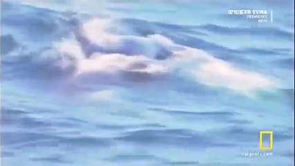 Great White shark Vs Killer Whale HD28