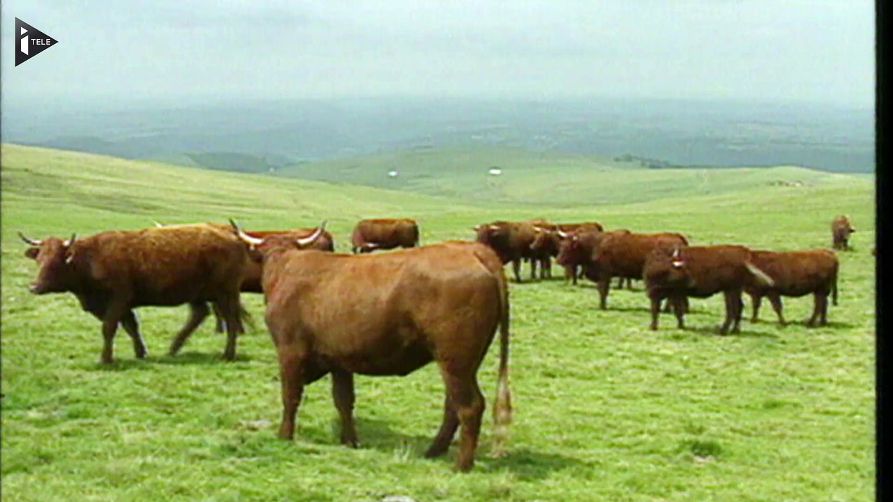 Un cas de "vache folle" confirmé dans les Ardennes
