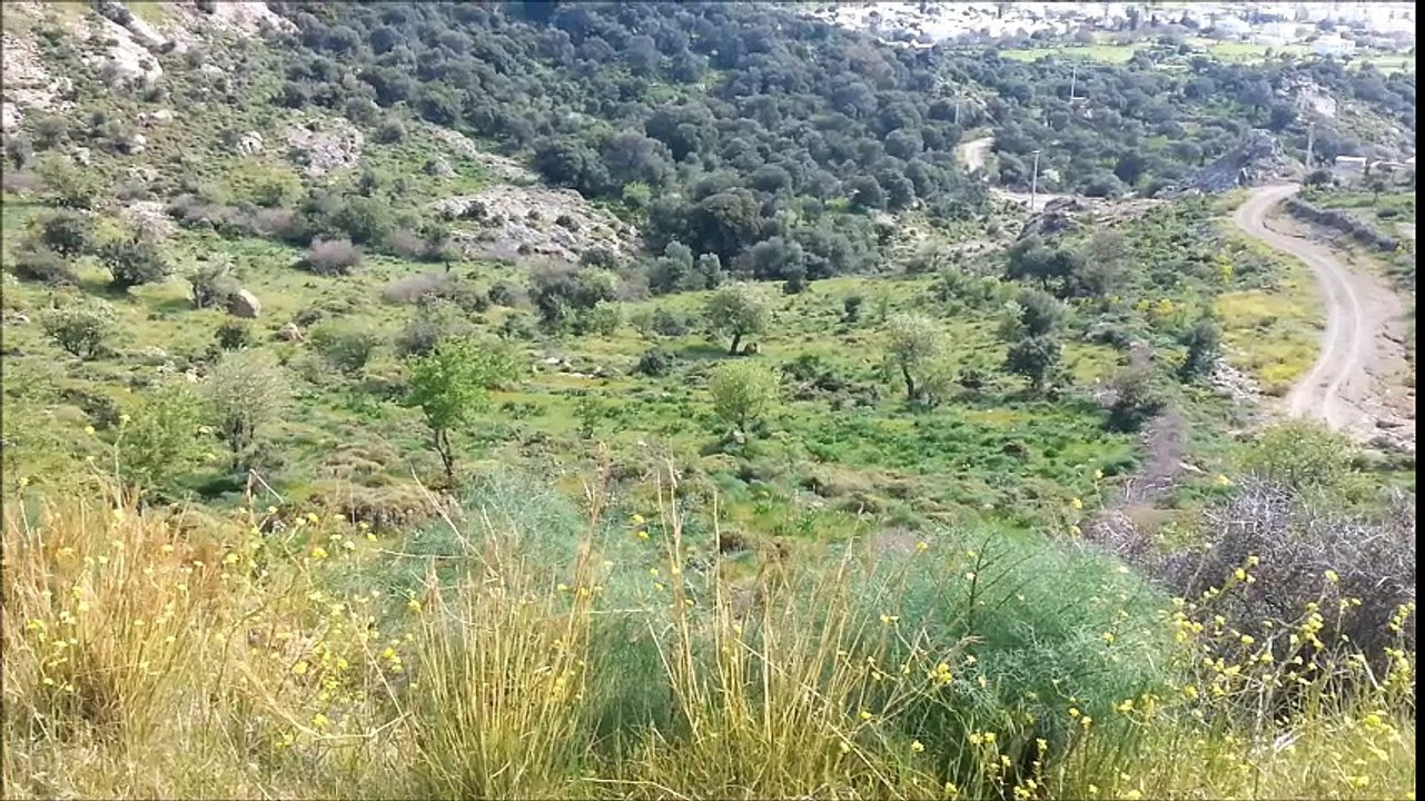 Karakoya
