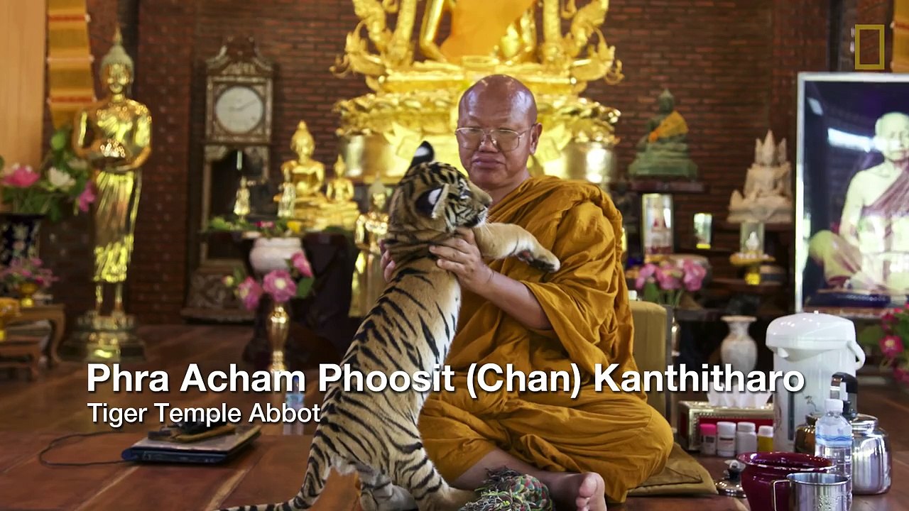 Special Investigation: Famous Tiger Temple Accused of Supplying Black Market