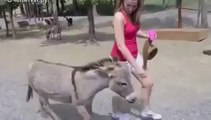 ДЕВУШКА понравилась ослу ЖЕСТЬ!  АХААХ)))