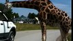 Parc Safari giraffe feeding