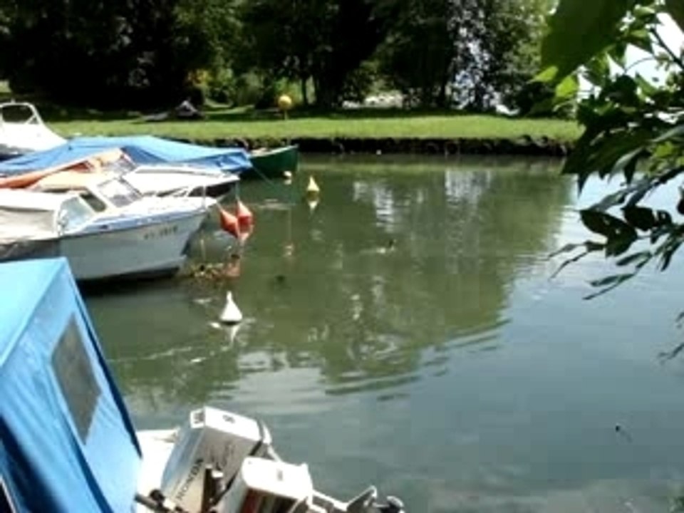 Couple de grèbes huppées