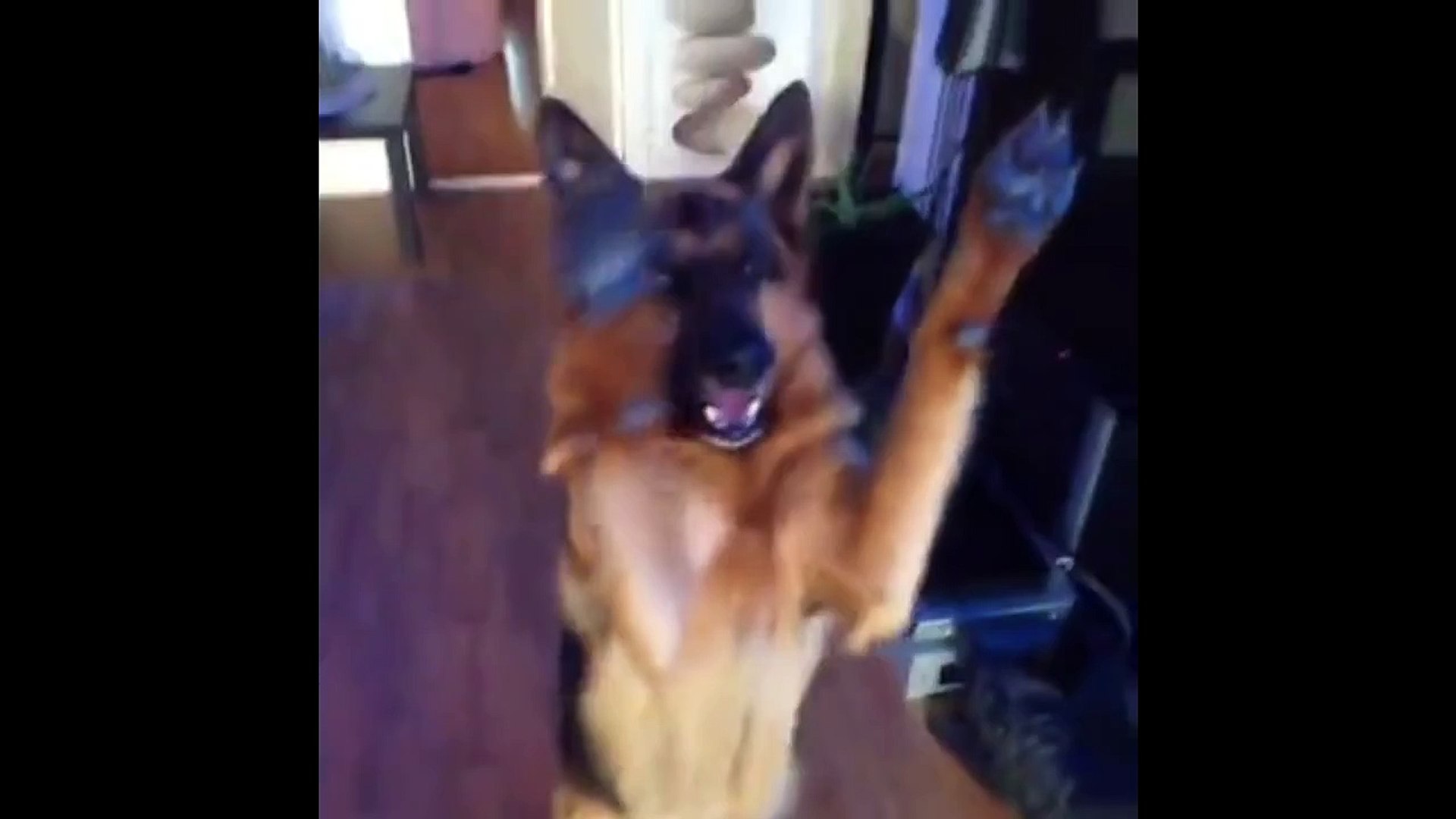 ⁣Funny German Shepherds Videos Funny Pets, Funniest Animals
