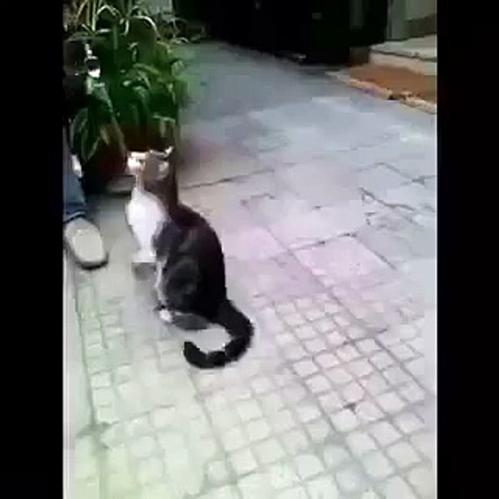 Cat's got talent
