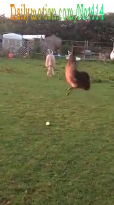 When A bird fly out of joy (The Emu )