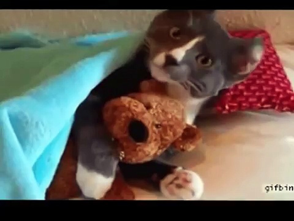 Funny Animal Videos - Over 13 Minutes Of Hilarious And Cute Animal Moments