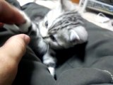 遊んでて突然気絶する子猫 The kitten which goes to sleep while playing