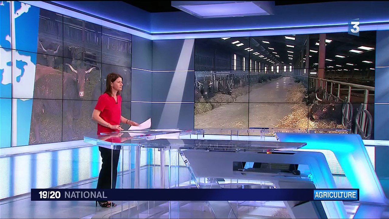 Vache folle : un cas détecté dans les Ardennes