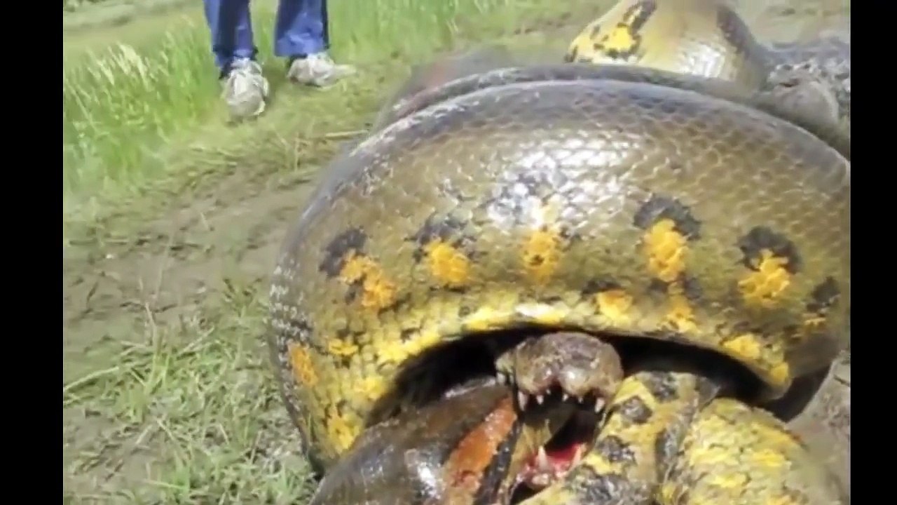 anaconda vs crocodile - Python vs Alligator  compilation - Python vs crocodile -  Snake