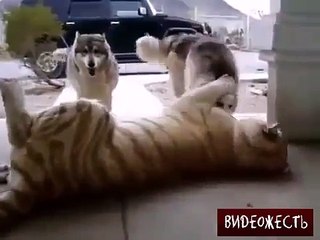 С такой кошкой шутки плохи