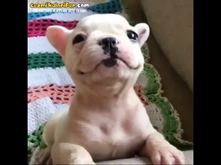 Pek Keyifli Olan Minik Bulldog