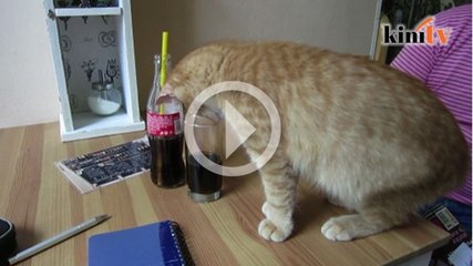 Budaya 'kafe kucing' kini popular di Republik Czech