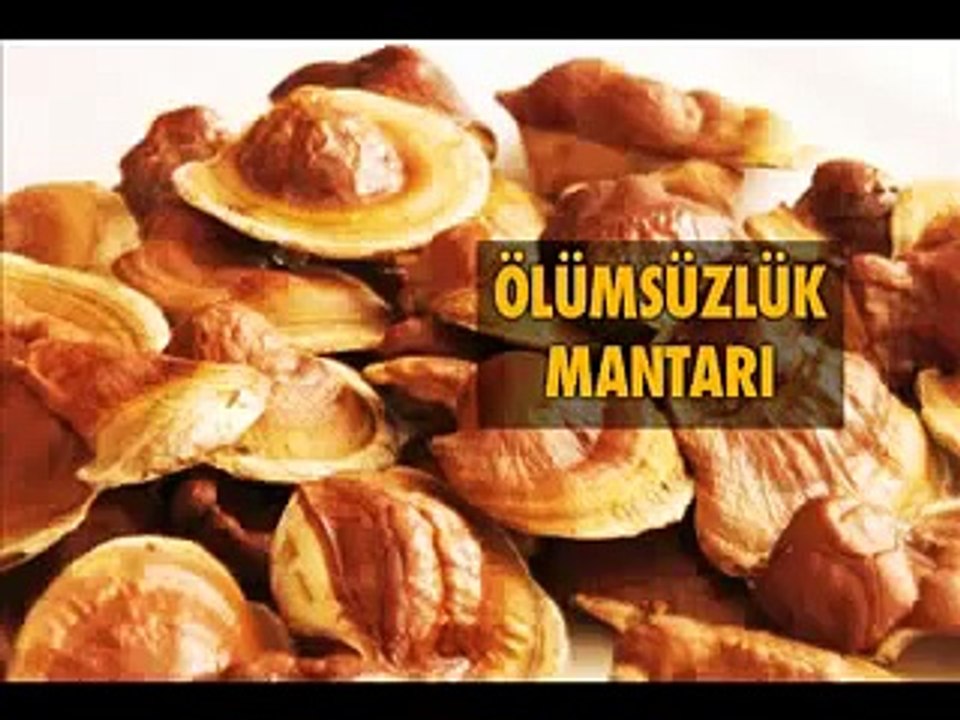 Kırmızı Reishi Mantarının Faydaları ve Kullanımı Zararları Yetiştiriciliği