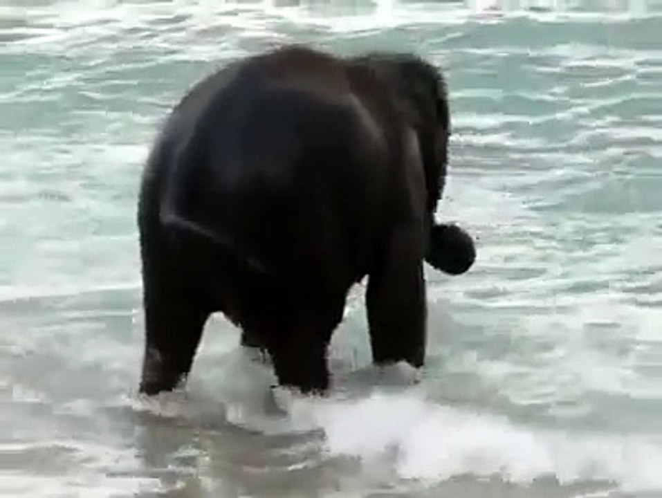 Une Bébé Eléphant Voit L'Océan Pour La Toute Pr...
