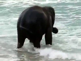 Une Bébé Eléphant Voit L'Océan Pour La Toute Première Fois Et A La MEILLEURE Réaction