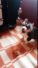 Подарили Отцу собаку