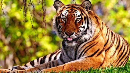 Топ 10 удивительных фактов о кошках