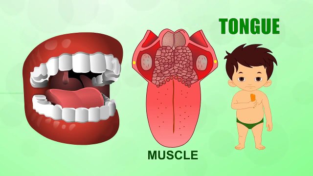 Tongue - Human Body Parts - Pre School Know Your Body - Animated Videos For Kids
