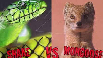 10 CRAZIEST Animal Fights Caught On Camera