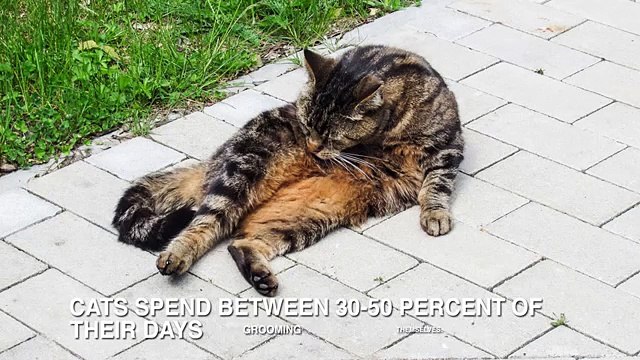 Fun-Facts-about-Cats-For-kids