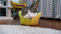黄色いねこベッドとまるとはな２。-Yellow cat bed and Maru&Hana2.-