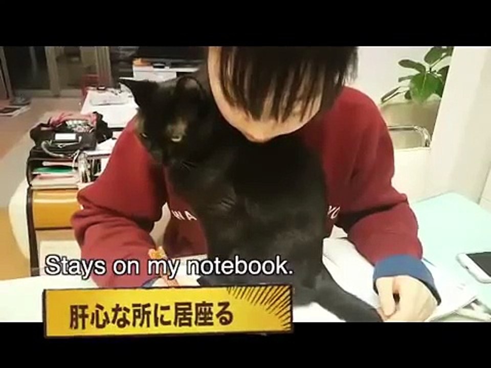 【Cat】勉強を邪魔するネコ【Kawaii】