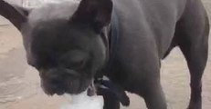 French Bulldog Tries to Tame Water Fountain in Worcester