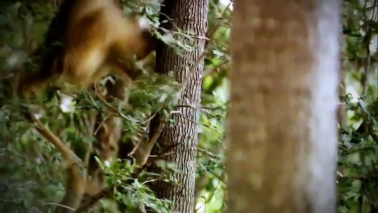 Wildlife animals documentary Hyenas hunting National geographic Animal planet HD