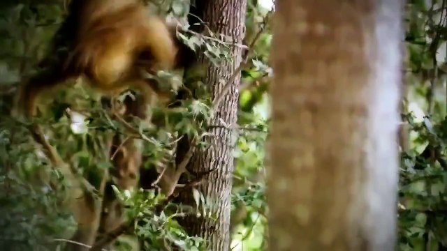 Discovery channel animals documentaries - The Rise of Black Wolf - Nature documentary Anim