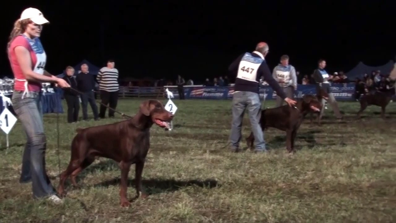 IDC 2012 - Brown Males Working Class - The Dobermann - www.the-dobermann.com