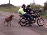 Funny People chasing sheep - Funny Animals chasing people - Video