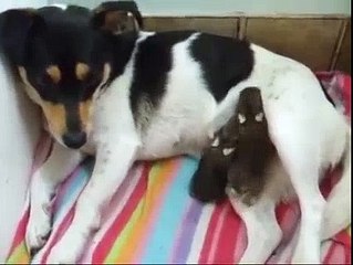 Amazing Female Dog Adopts Rabbit Babies !!!