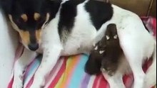Amazing Female Dog Adopts Rabbit Babies !!!