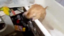 Толстый кот застрял в ванне!! Мега ржачь!!!