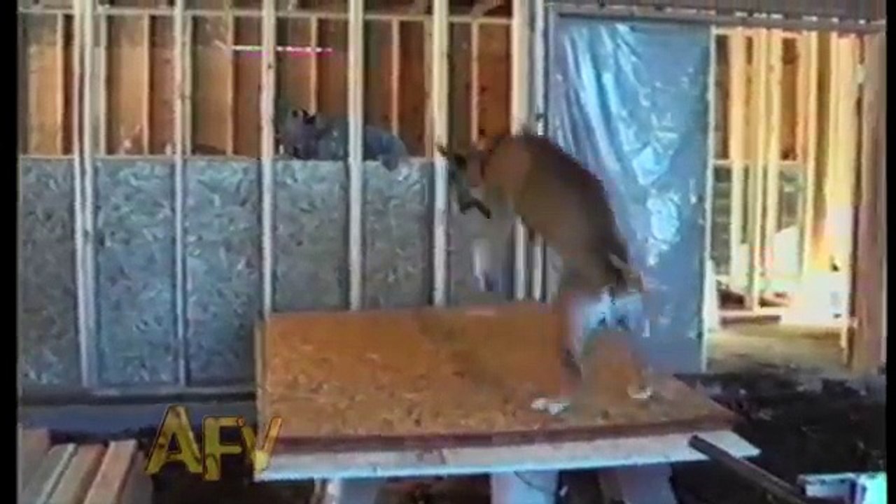 Funny Animal Videos - Over 13 Minutes Of Hilarious And Cute Animal Moments