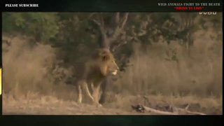 Rhino Vs Lion Wild Animals Fight To The Death