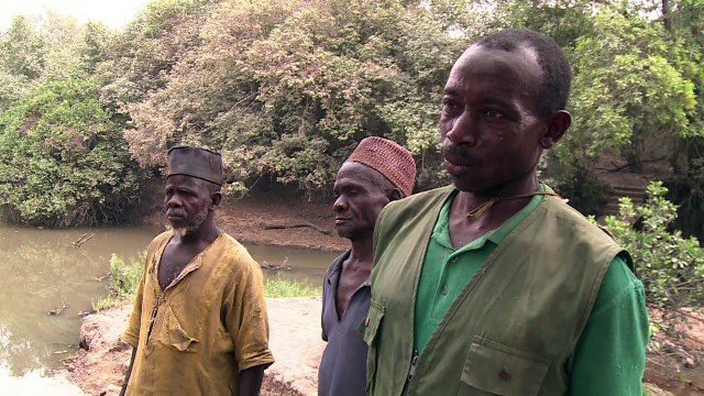 Les derniers éléphants du Nigeria menacés par les braconniers