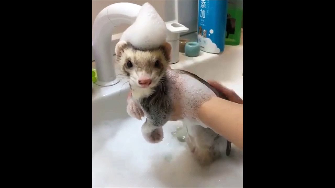 Ce petit furet adore prendre son bain